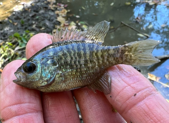 Bantam Sunfish
